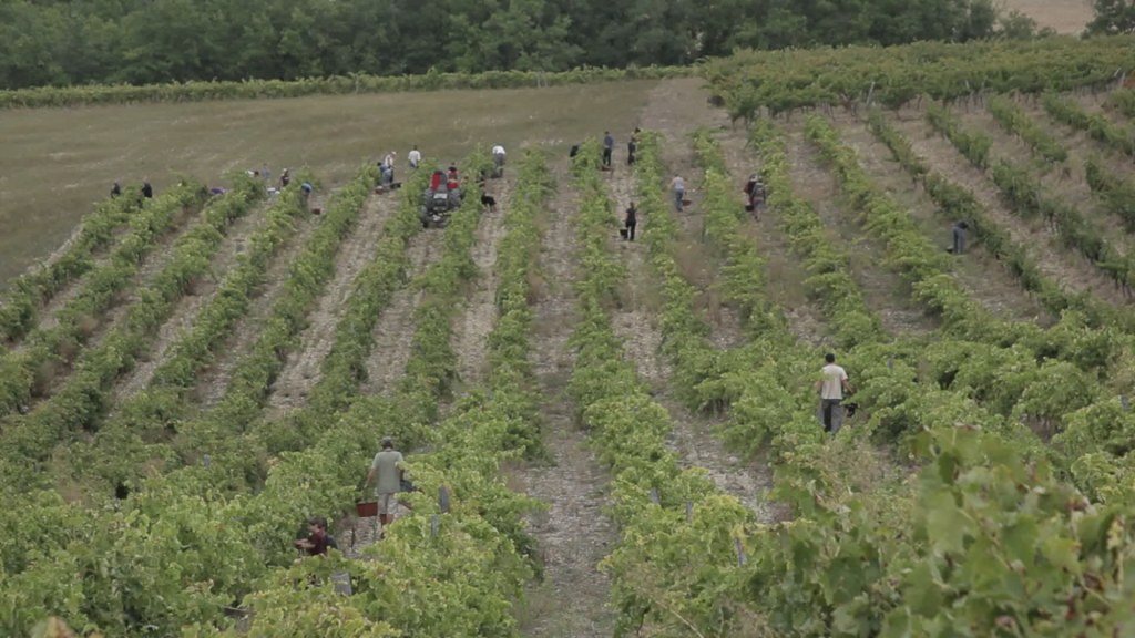 Vendanges - Still 3