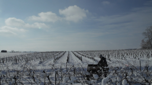 Vendanges - Still 2