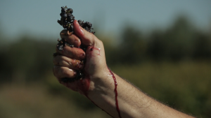 Vendanges - Still 1